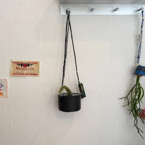 원숭이꼬리선인장  행잉  (Black-two tone strap)벽걸이식물