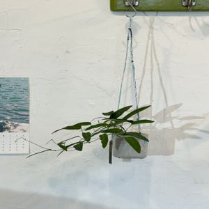 보라싸리 행잉  (White-two tone strap)벽걸이식물