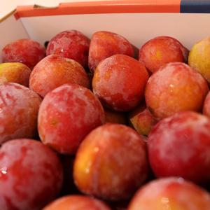 26년 햇 도담자두 대왕자두 500g 중소과(5-10과) 외