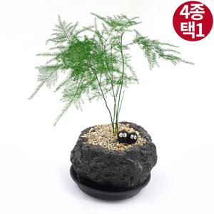 화산석 플랜테리어 화분 선물 공기정화 식물 플랜테리어(4종 택1) 받침증정