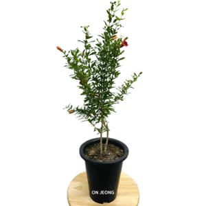석류나무 65cm 열매화분 과실수 실내 인테리어 공기정화 관엽식물