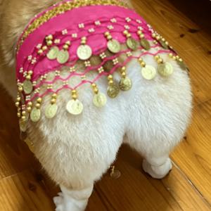 코기 소형견용 강아지 파티 의상 스팽글 웨이스트 체인 힙 스커트 세트, 생일 할로윈 의상