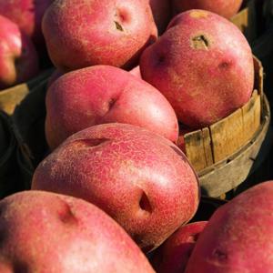 TEMU 국내산 홍감자 카스텔라 붉은 속노란 감자 1kg(대)