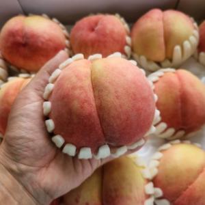 TEMU (산지직송/4kg)김형욱농부의 딱딱이복숭아 딱복 아삭이복숭아 정품 프리미엄 당도직접선별 영천/김천 복숭아 20과~26과 최대14BRIX