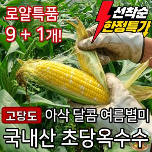 TEMU [한정수량]여름별미 고당도 국내산 초당옥수수 특품 9+1개