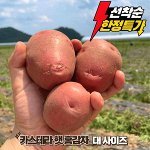 TEMU [산지직송] 포슬포슬 당도좋은 카스테라 홍 감자 2kg