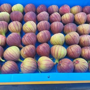 TEMU [한정수량] 제철기획 영암 무화과 500+500g