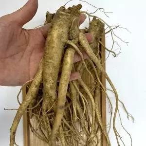 [셀러허브]국산 약도라지 3kg 실속 국내산 흙도라지 생 도라지 (S41553743)