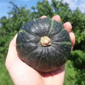 제주 미니 단호박 밤호박 보우짱 4.5kg 로얄과