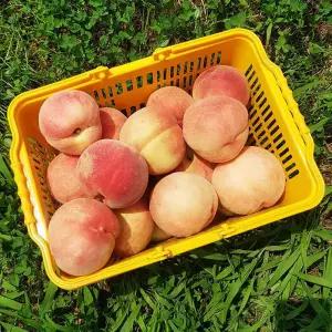 경북 아삭한 딱딱이 백도 2kg 중과 (11-12과내외)