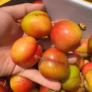 상주 김천 햇 자두 5kg 60-100과 대과 도담자두 후무사 자두 홍로센 자두 추희