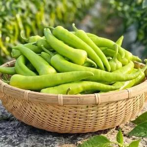 맵지않고 아삭달큰한 당조고추 1kg