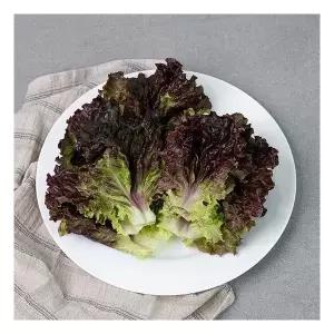 GAP인증 농협선별 적상추 1kg