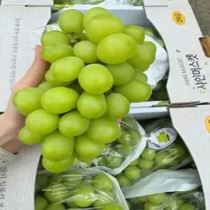 국내산 샤인머스켓 4kg 6kg 제철 청포도 고당도 포도 과일 설날 추석 명절 선물 답례 간식 디저트