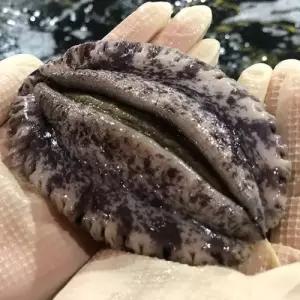 해신수산 완도활전복 특특대 6∼7미 1kg