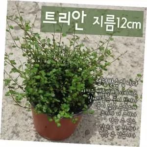 뮤렌베키아 걸이화분 토피어리 실내공기정화식물 트리안