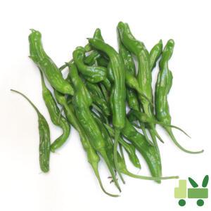 꽈리고추 8Kg (상)