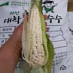 (과일천국1번지) 괴산 대학 찰옥수수 60개