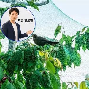 지금 필요한 그물 비둘기4x5M 농작물 보호 방조망 참새