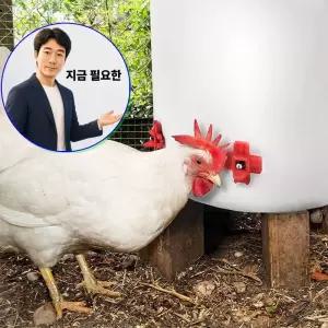 지금 필요한 닭용품 병아리 닙플 닭물통 니플 급수 물주기