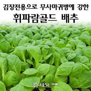 [모종심는아빠] 김장전용으로 무사마귀병에 강한 휘파람골드 배추 모종105개(트레이한판)