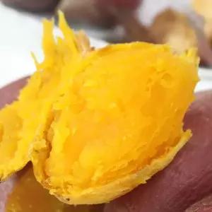 [사전예약 7/28 출고] 26년 햇고구마 여주고구마 3kg 혼합랜덤 (70~280g) 호박고구마 호풍미