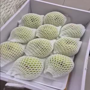 신품종 그린시스배 3kg, (8-11과)