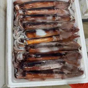 국내산 손질 오징어 2마리 내장제거 생물오징어 숙회 구이 볶음용