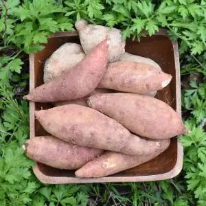 [생산자직송] 해남 햇 꿀고구마 (왕특/대)5kg