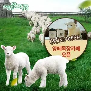 (구매후 익일사용가능)[강원]대관령 양떼목장 입장권 ~ 8월 31일/강원도/강릉가볼만한곳/평창목장/
