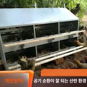 닭 산란통 둥지 알낳는집 달걀 밀짚 알집 암탉