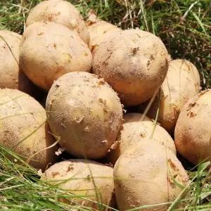 [팔도농장] 26년 햇 수확 수미감자(특) 3kg