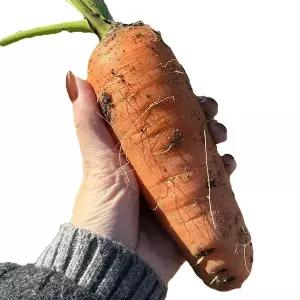 국내산 몬난이 당근 10kg