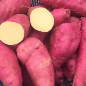 [팔도농장] 세척 꿀 밤고구마 (중)3kg