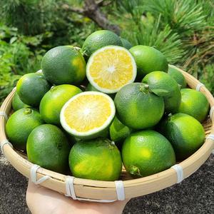 제주 청귤 풋귤 생과 5kg 10kg