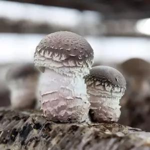 [삼촌밥먹자] 충북 무농약 송화고버섯 1kg 파지