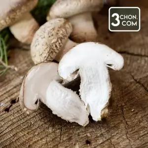 [삼촌밥먹자] 충북 무농약 송화고버섯 1kg 상품