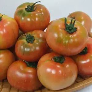 정품 찰 토마토 5kg5번/소과 477891