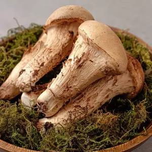 [자연맛남][바로배송][현무암버섯] 철원 참송이 버섯 1kg 선물용[SSG상품권 증정이벤트]