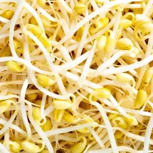 100% 국산콩 재배 무농약 산소 콩나물 1kg~3kg