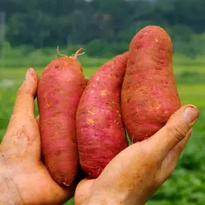 [퍽퍽한 밤고구마] 26년 목메이는 햇 밤 고구마 5kg(한입/소소)