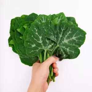 갤러리아 [맛딜]당일수확 신선한 쌈채소 호박잎 800g