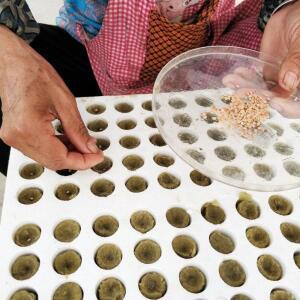 50개입 27x20mm  수경재배 묘목 블록 배지 플매트 카펫 러그 암면 재배 매체 정원 스펀지