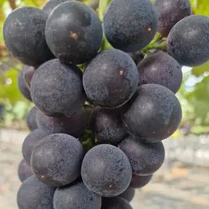 거봉포도 특품 2kg (2-3수)