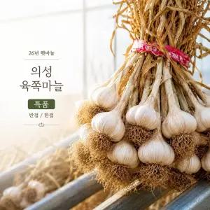 26년 국내산 의성 육쪽 햇마늘 통마늘 특품 한접 반접