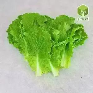 청상추(특) 4kg