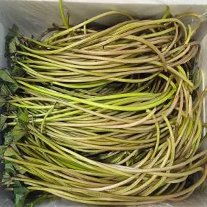여름철 별미 고구마순 고구마줄기 매일수확 2kg(잎제거)