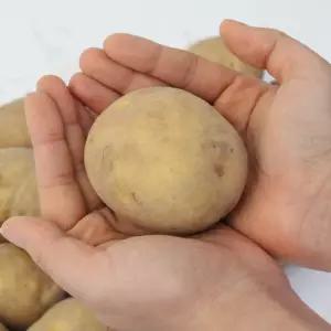 26년 햇 수확 수미감자왕특 10kg 380734