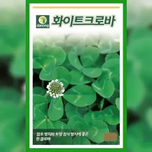 화이트 크로바 씨앗 1kg 토끼풀 클로버 잔디 야생화 종자