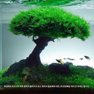 침목 나무수조 머리 하지 모스 어항수초 수조어항 스켈레톤은 기 모스트리 않는다 송이산호 모스를 수초교 민물 1 수조